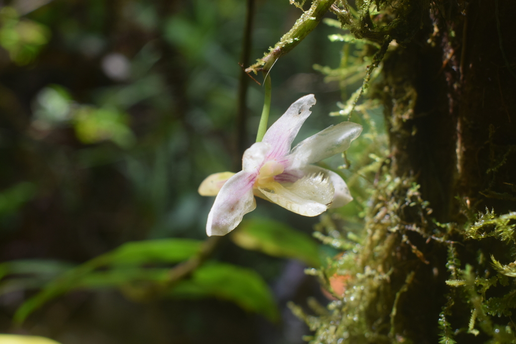 Dendrobium serratilabium L.O.Williams 4