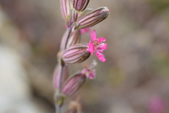 Silene scouleri