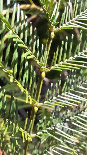 Image of Acacia decurrens by no rights reserved