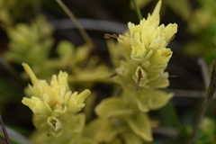 Castilleja wightii