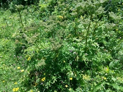 Agasyllis latifolia