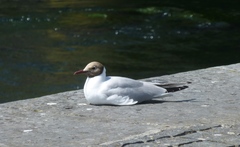 Chroicocephalus ridibundus