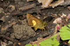 Dalla mesoxantha