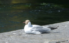 Chroicocephalus ridibundus