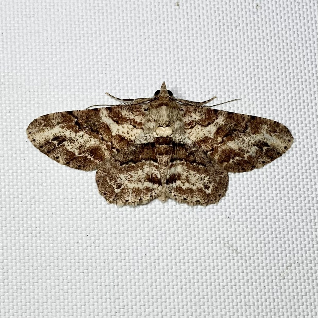 Cleora repetita