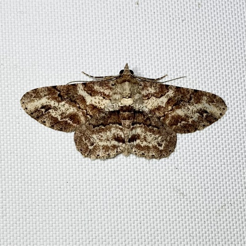 Cleora repetita (Butler, 1882)