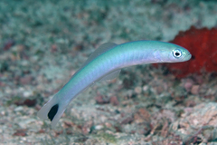 Blacktail Goby photo 2