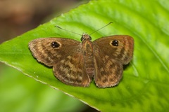 Cyclosemia