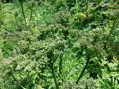 Agasyllis latifolia