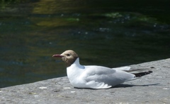 Chroicocephalus ridibundus