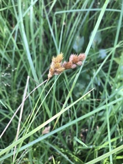 Carex normalis