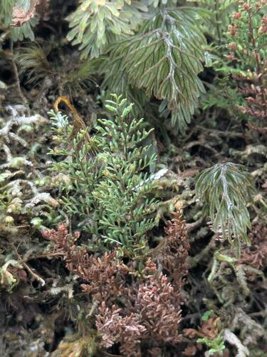 Adenophorus abietinus observed 2024-12-04