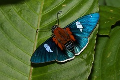 Yanguna cometes