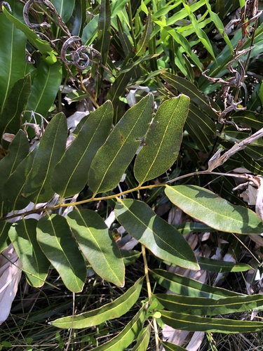 Image of Acrostichum speciosum by (c) Sam Westbrook, some rights reserved (CC BY)