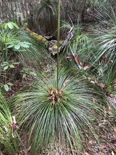 Image of Xanthorrhoea johnsonii by (c) Sam Westbrook, some rights reserved (CC BY)