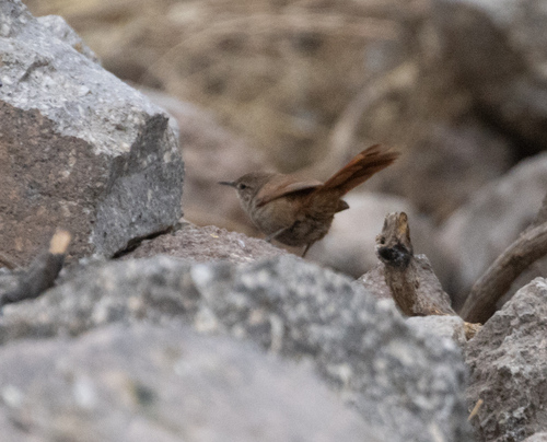 Canyon Canastero (Asthenes pudibunda)