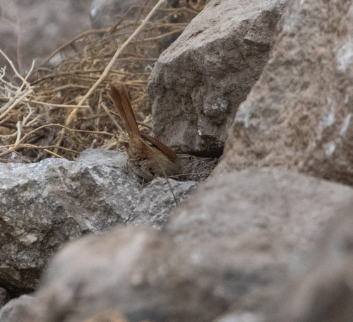 Canyon Canastero (Asthenes pudibunda), photo 2