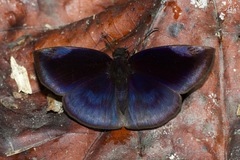Anastrus neaeris