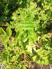 Bursera excelsa