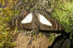 Sophista aristoteles