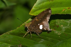 Epargyreus socus