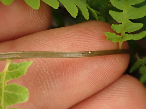 Image of Thelypteris confluens by (c) Benjamin Lavin, some rights reserved (CC BY)