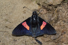 Mimoniades nurscia