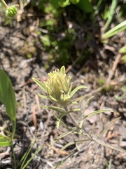 Castilleja nana