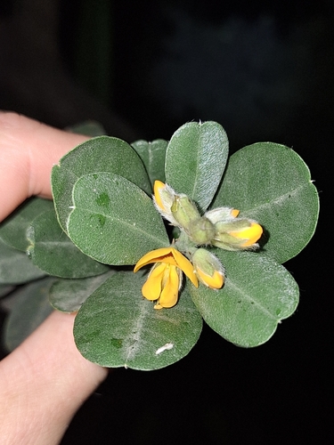 Image of Callistachys lanceolata by (c) Oscar Dove, some rights reserved (CC BY)