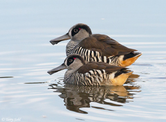Pink-Eared Duck photo 2