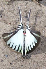 Neographium agesilaus