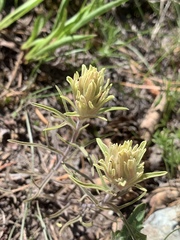 Castilleja nana