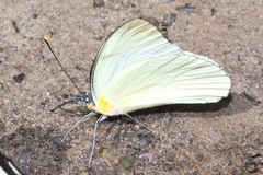 Melete leucanthe