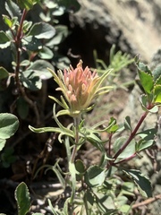 Castilleja nana