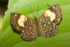 Ithomiola