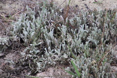 Centella tridentata tridentata