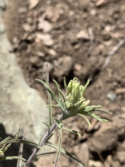 Castilleja nana