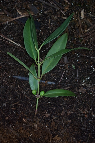 Rhopalobrachium observed 2011-06-01
