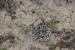 Centella tridentata tridentata