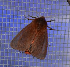 Phragmatobia assimilans