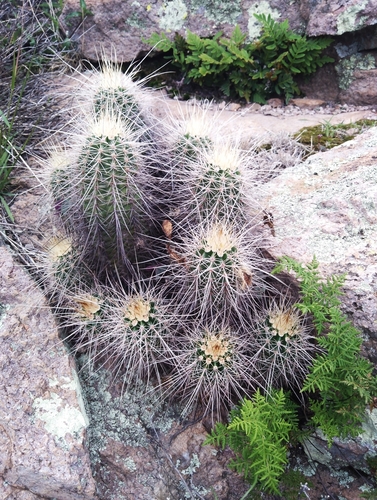 Echinocereus acifer