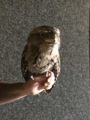 Caprimulgiformes