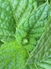 Mentha × piperita