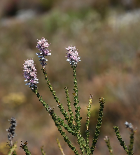 Image of Paranomus adiantifolius by (c) Tony Rebelo, some rights reserved (CC BY-SA)