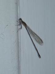 Argentagrion ambiguum