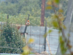 Pyrocephalus rubinus mexicanus