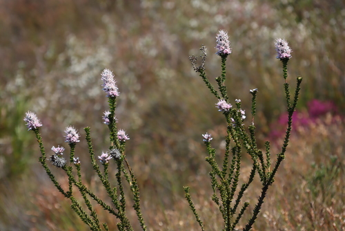 Hairystyle Sceptre (Paranomus adiantifolius)