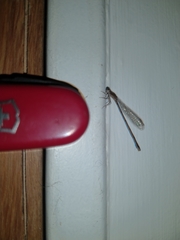 Argentagrion ambiguum