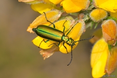 Lytta vesicatoria
