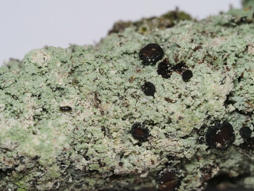 Megalospora sulphurata